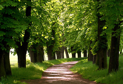 Fototapeta Cesta v listnatom lese 24396